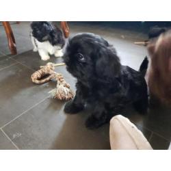 Kruising shih tzu 2 reutjes 1 teefje mogen verhuizen