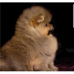 Prachtig Teefje Pomeranian/Pomeriaan/Dwergkeesje FCI