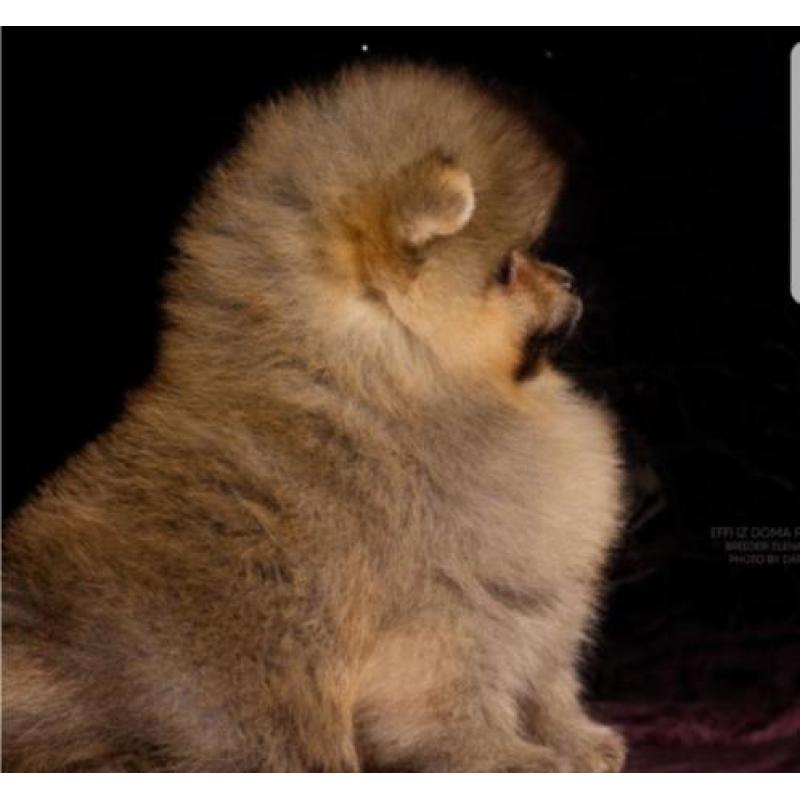 Prachtig Teefje Pomeranian/Pomeriaan/Dwergkeesje FCI