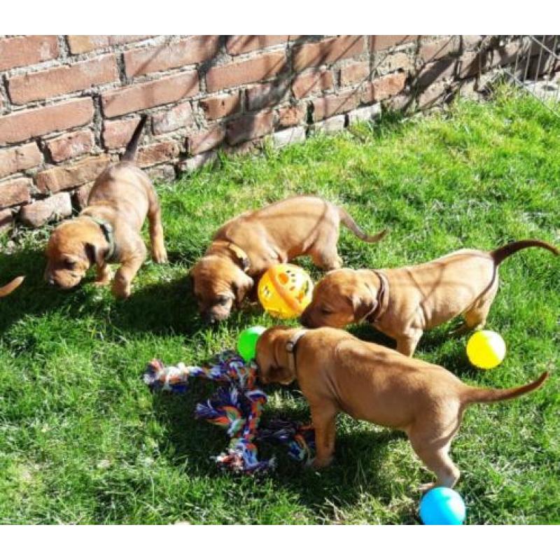 Rhodesian Ridgeback pups