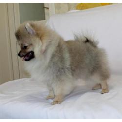 Prachtig Teefje Pomeranian/Pomeriaan/Dwergkeesje FCI