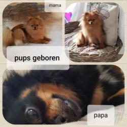 Pomchi pups geboren 2 stuks reutje teefje