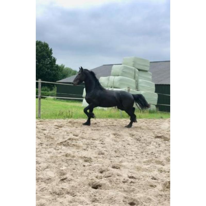 Friese 2 jarige hengst , 17 jarige merrie en merrieveulen