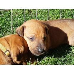 Rhodesian Ridgeback pups