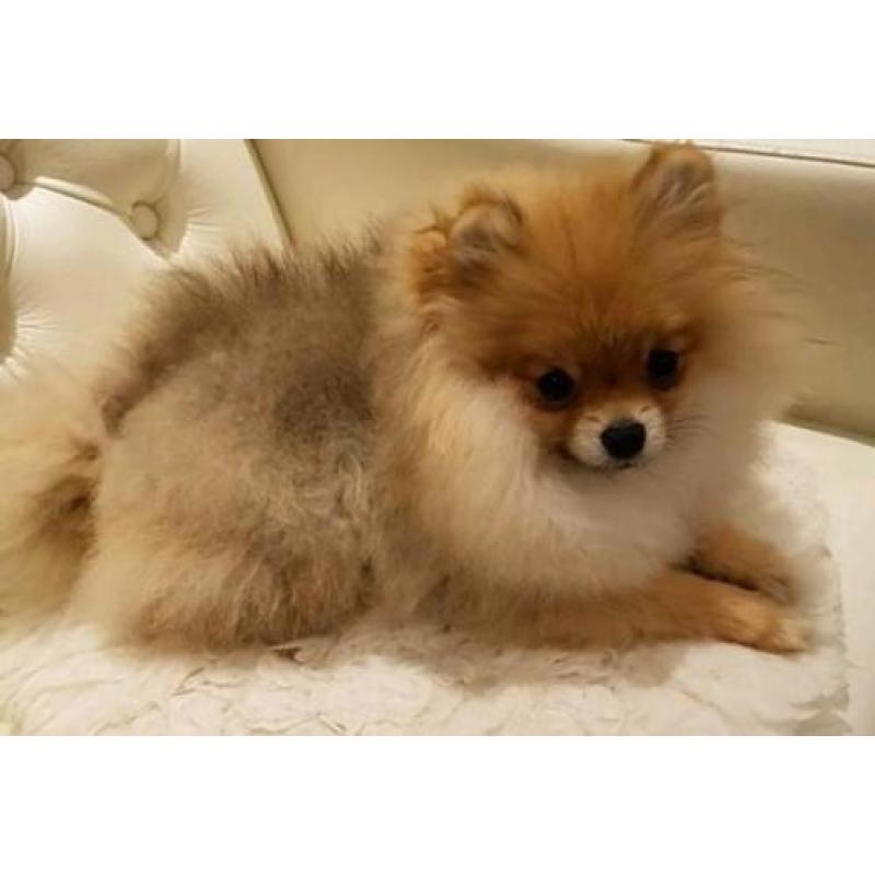 Zeer mooi Mini Teefje Pomeranian/Pomeriaan/Dwergkeesje/FCI