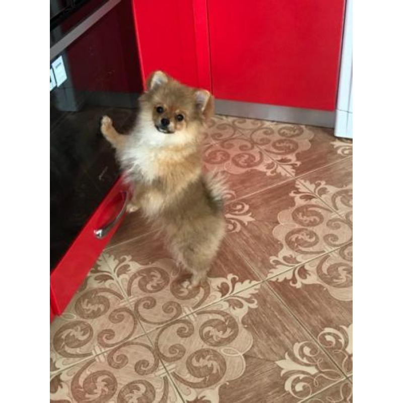 Pomeranian / pygmeeënpunt - male, born March, ochre colour