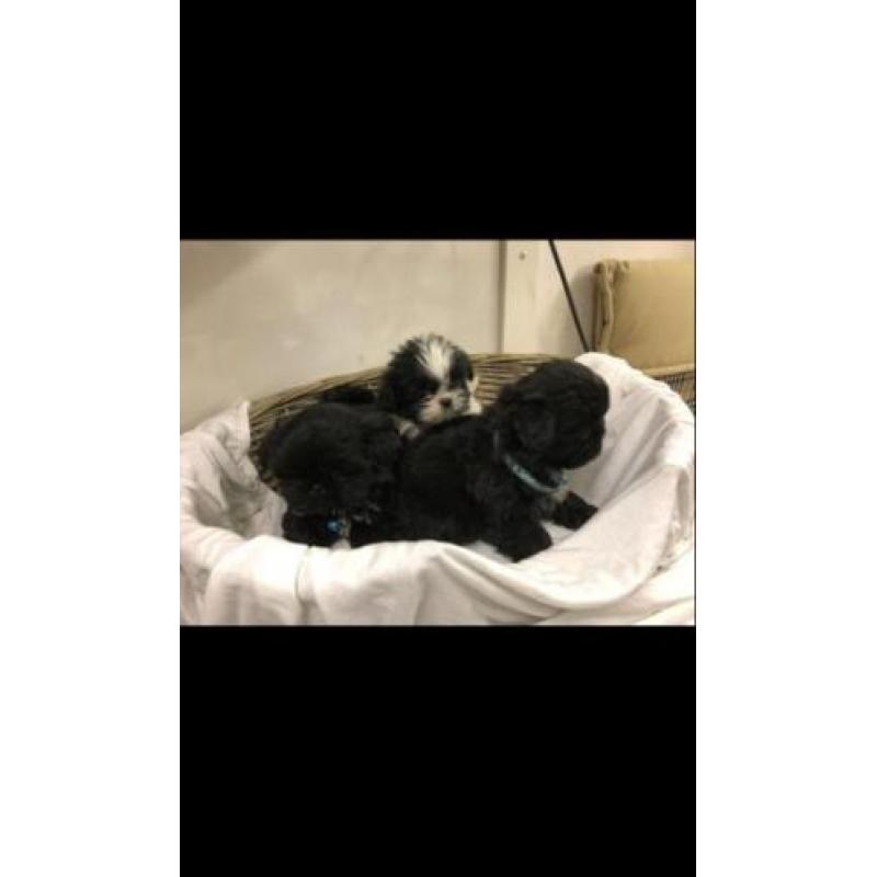 shi tzu pups