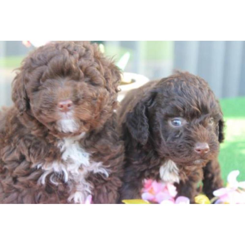 Dwerg POEDEL PUPS Choco met garantie