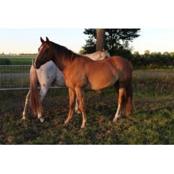 Prachtige 3 jarige quarter horse solid paint