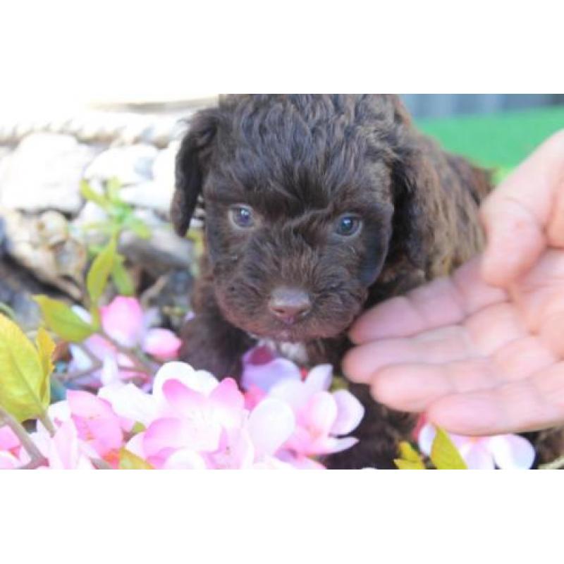 Dwerg POEDEL PUPS Choco met garantie