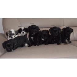 Mooie gezonde speelse Boomer pups Maltezer x Shih Tzu.