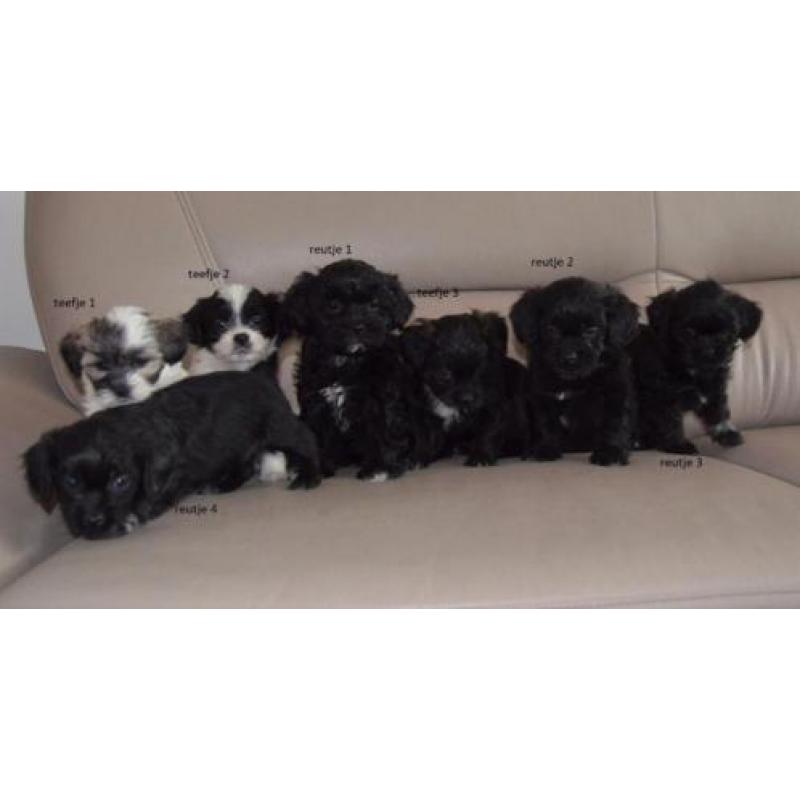 Mooie gezonde speelse Boomer pups Maltezer x Shih Tzu.