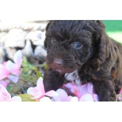 Dwerg POEDEL PUPS Choco met garantie