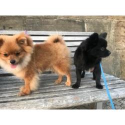 Pomeranian / pygmeeënpunt - male, born March, ochre colour