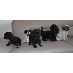 Mooie gezonde speelse Boomer pups Maltezer x Shih Tzu.