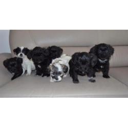 Mooie gezonde speelse Boomer pups Maltezer x Shih Tzu.