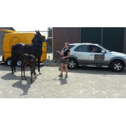 Paardentaxi Gelderland