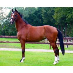 Talentvolle en brave merrie Chippendale x Lancelot