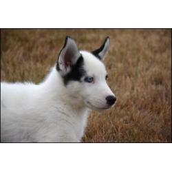 Husky pups