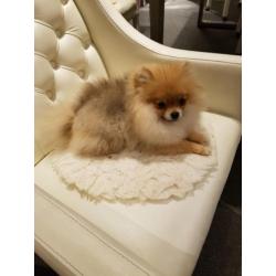 Zeer mooi Mini Teefje Pomeranian/Pomeriaan/Dwergkeesje/FCI