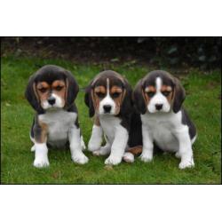 Beagle pups