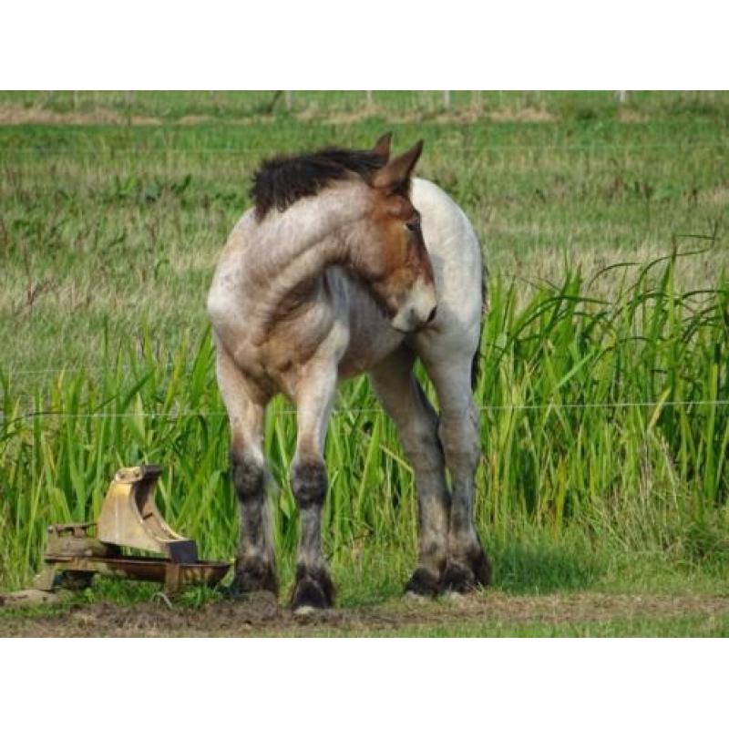 *Trekpaard merrie veulen* + merrie jaarling