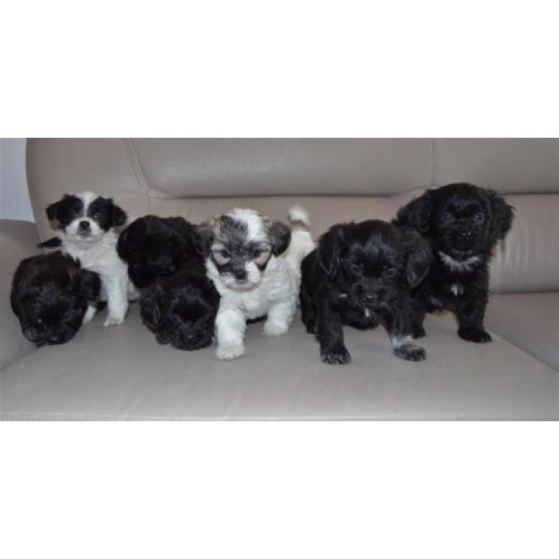 Mooie gezonde speelse Boomer pups Maltezer x Shih Tzu.