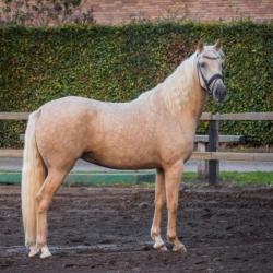 Prachtige 4 jarige palomino merrie te koop