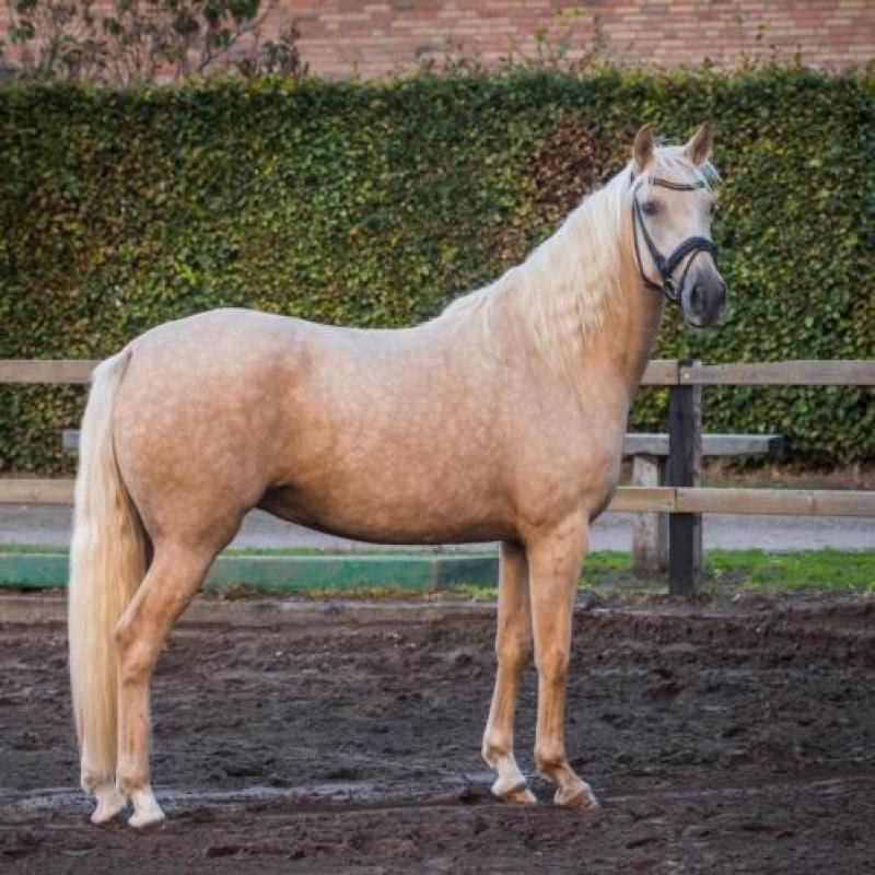 Prachtige 4 jarige palomino merrie te koop