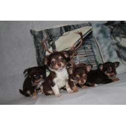 Chocotan chihuahua pups!