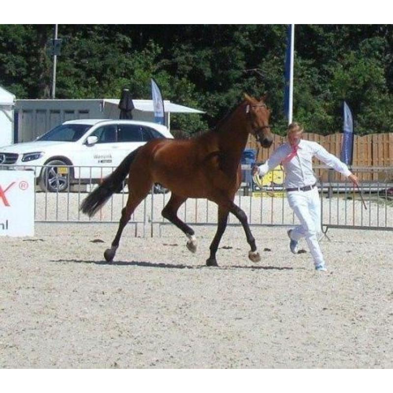 Springpaard stermerrie 5 jaar en merrieveulen