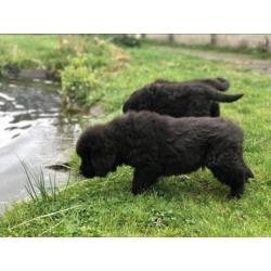 Newfoundlander pups! Vader met stamboom HD en ED vrij!!