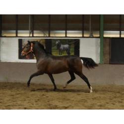 Super gave pre/andalusier merrie