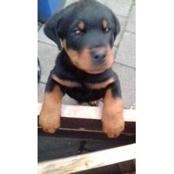 Rottweiler Pup Reu aangeboden. Ontwormt, ingeënt en gechipt