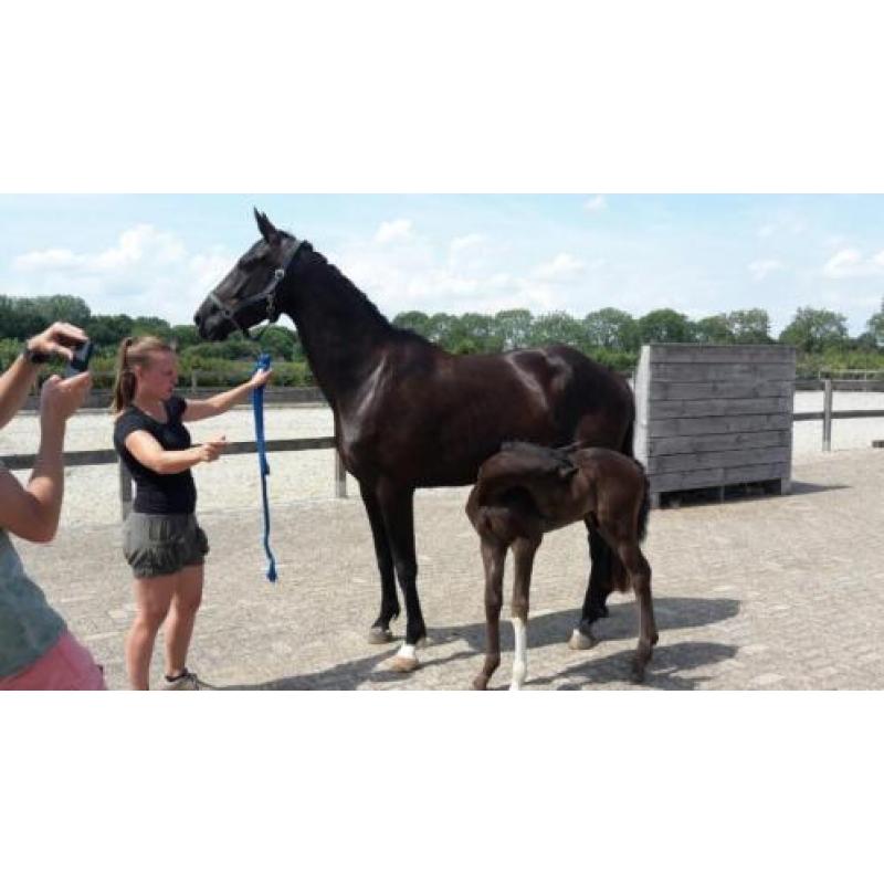 Paardentaxi Gelderland