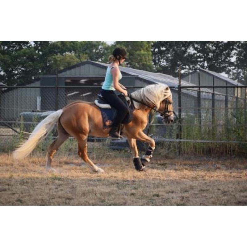 Haflinger hengst 3 jaar