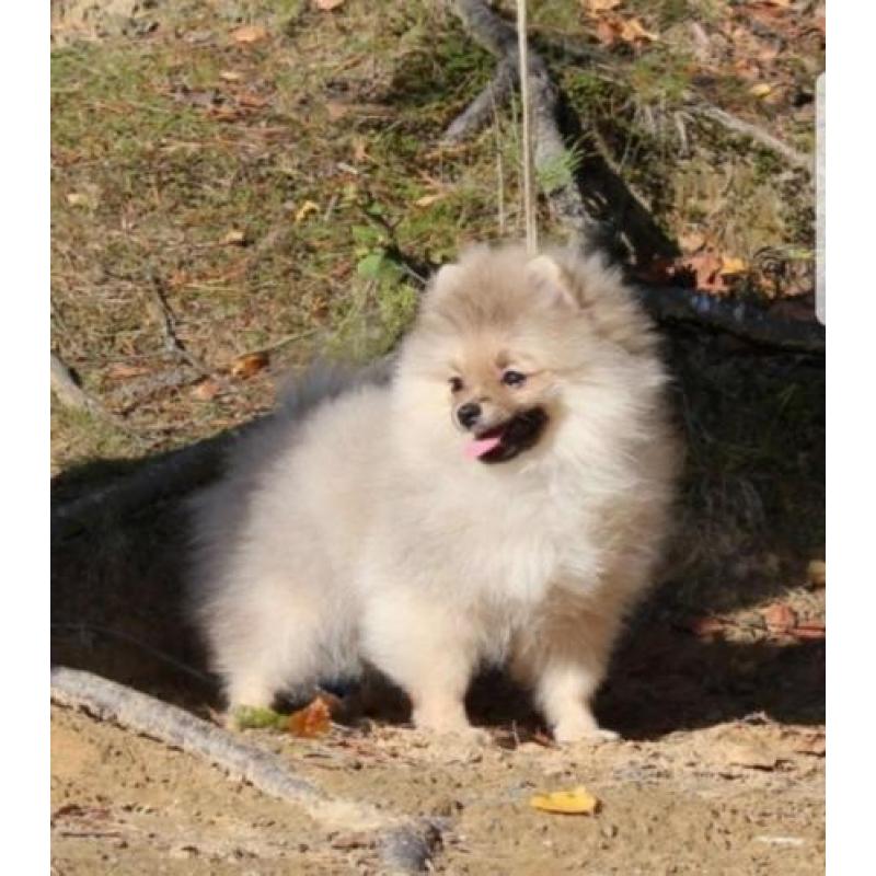 Prachtig Teefje Pomeranian/Pomeriaan/Dwergkeesje FCI