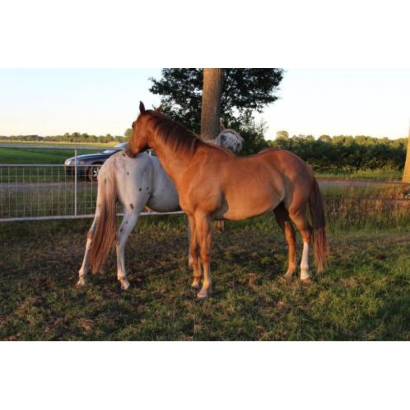 Prachtige 3 jarige quarter horse solid paint