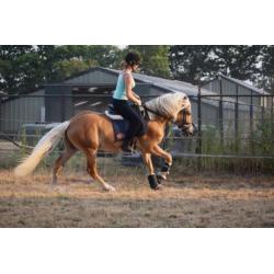 Haflinger hengst 3 jaar