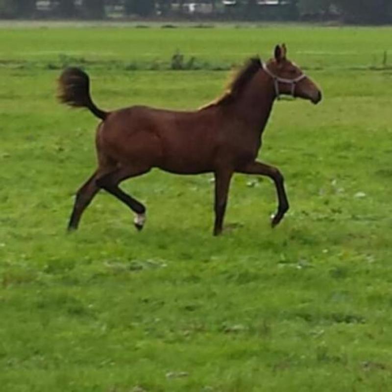 Springpaard stermerrie 5 jaar en merrieveulen