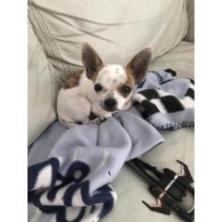 Chihuahua pup reu 5 mnd