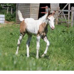 Leuke Paint horse veulens van 2018 te koop