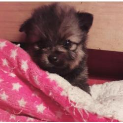 Dwergkees (pomeranian) x kleinkees pups