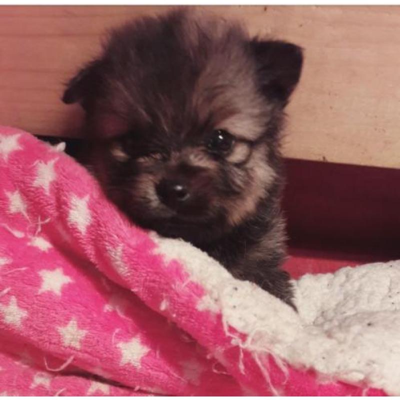 Dwergkees (pomeranian) x kleinkees pups