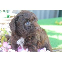 Dwerg POEDEL PUPS Choco met garantie