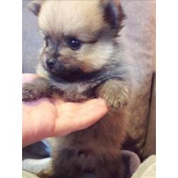 Dwergkees (pomeranian) x kleinkees pups