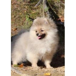 Prachtig Teefje Pomeranian/Pomeriaan/Dwergkeesje FCI