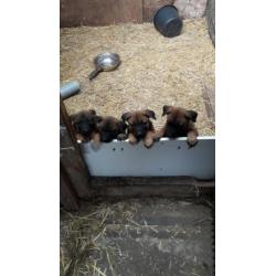 Mechelse herder pups