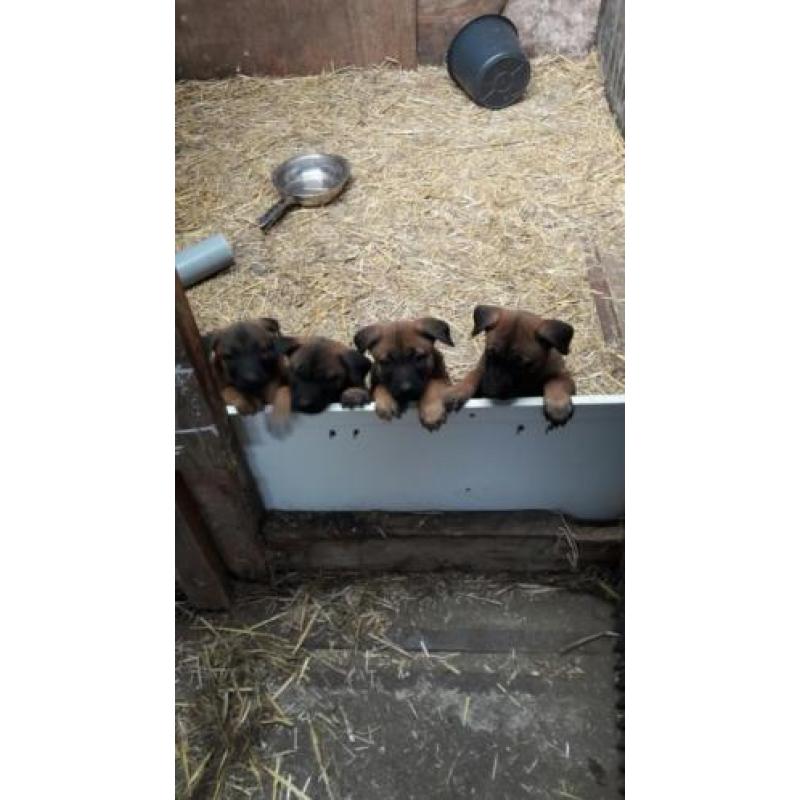 Mechelse herder pups