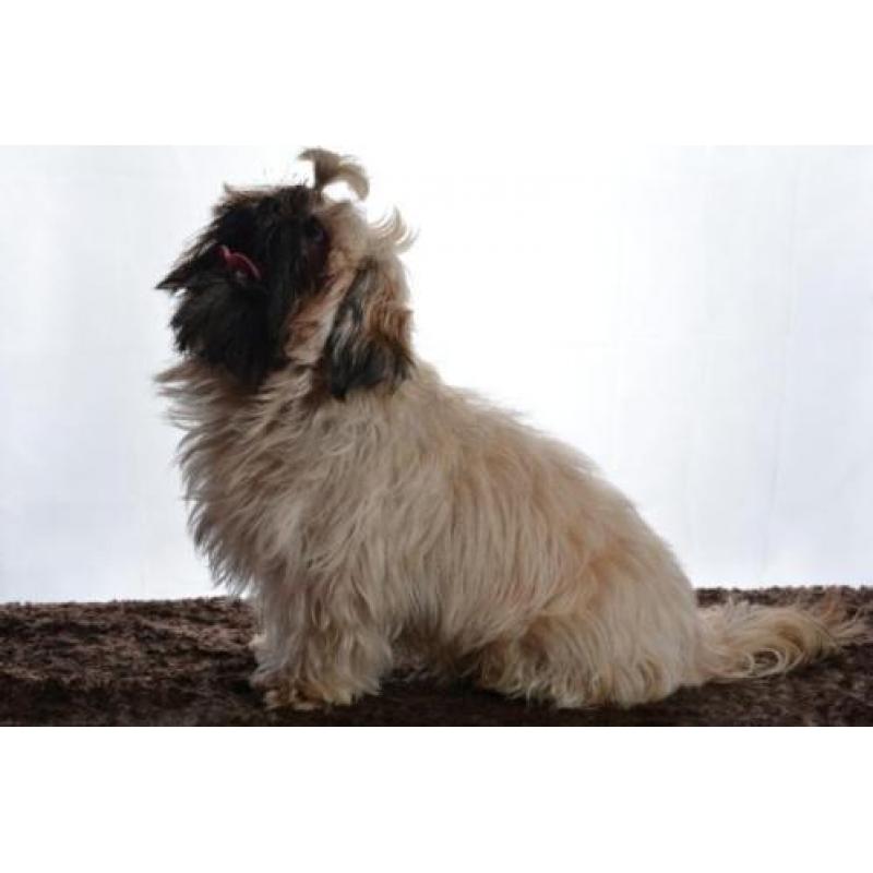 shih tzu dekreu